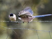 Cyanopica cooki 37, Blauwe ekster, Saxifraga-Bart Vastenhouw
