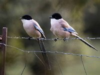 Cyanopica cooki 40, Blauwe ekster, Saxifraga-Bart Vastenhouw