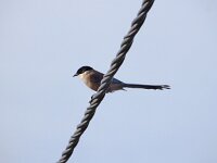 Cyanopica cooki 42, Blauwe ekster, Saxifraga-Ed Stikvoort : Ria Formosa - Montenegro