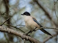 Cyanopica cooki 43, Blauwe ekster, adult, Saxifraga-Theo Verstrael