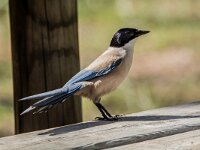 Cyanopica cooki 44, Blauwe ekster, adult, Saxifraga-Theo Verstrael