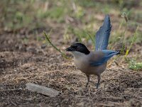 Cyanopica cooki 45, Blauwe ekster, adult, Saxifraga-Theo Verstrael