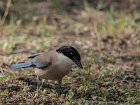 Cyanopica cooki 46, Blauwe ekster, adult, Saxifraga-Theo Verstrael
