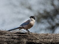 Cyanopica cooki 47, Blauwe ekster, adult, Saxifraga-Theo Verstrael