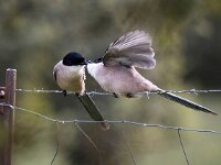 Cyanopica cooki 9, Blauwe ekster, Saxifraga-Bart Vastenhouw