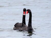 Cygnus atratus 19, Zwarte zwaan, Saxifraga-Bart Vastenhouw