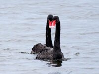 Cygnus atratus 21, Zwarte zwaan, Saxifraga-Bart Vastenhouw