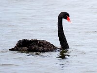 Cygnus atratus 24, Zwarte zwaan, Saxifraga-Bart Vastenhouw