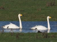 Cygnus cygnus, Whooper Swan