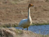 Cygnus cygnus 104, Wilde zwaan, Saxifraga-Jan Nijendijk