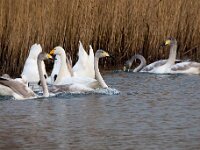 Cygnus cygnus 112, Wilde zwaan, Saxifraga-Bart Vastenhouw