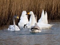 Cygnus cygnus 114, Wilde zwaan, Saxifraga-Bart Vastenhouw