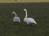 Cygnus cygnus 127, Wilde zwaan, Saxifraga-Luuk Vermeer