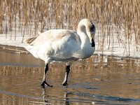 Cygnus cygnus 134, Wilde zwaan, Saxifraga-Bart Vastenhouw