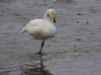 Wilde zwaan  Wilde zwaan op ijs : Cygnus cygnus