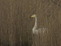 Wilde zwaan  Wilde zwaan op ijs : Cygnus cygnus