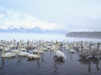 Cygnus cygnus 4, Wilde zwaan, Saxifraga-Piet Munsterman
