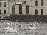 Cygnus cygnus 46, Wilde zwaan, Saxifraga-Rob Felix : Animalia, Aves, Chordata, animal, bird, dier, dieren, gewervelde dieren, vertebraat, vertebrate, vogel, vogels