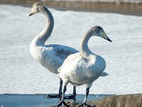 Cygnus cygnus 64, Wilde zwaan, Saxifraga-Bart Vastenhouw