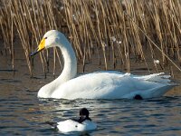 Cygnus cygnus 65, Wilde zwaan, Saxifraga-Bart Vastenhouw
