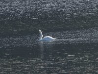Cygnus cygnus 74, Wilde zwaan, Saxifraga-Willem van Kruijsbergen