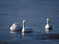 Cygnus cygnus 75, Wilde zwaan, Saxifraga-Hans Dekker
