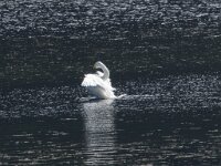 Cygnus cygnus 86, Wilde zwaan, Saxifraga-Willem van Kruijsbergen