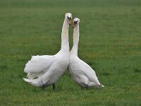 Cygnus olor 109, Knobbelzwaan, Saxifraga-Luuk Vermeer