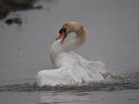 Cygnus olor 117, Knobbelzwaan, Saxifraga-Luuk Vermeer