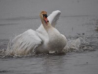 Cygnus olor 142, Knobbelzwaan, Saxifraga-Luuk Vermeer