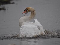 Cygnus olor 143, Knobbelzwaan, Saxifraga-Luuk Vermeer
