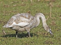 Cygnus olor 34, Knobbelzwaan, Saxifraga-Ab H Baas