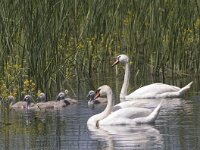 Cygnus olor 40, Knobbelzwaan, Saxifraga-Mark Zekhuis