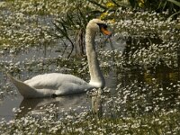 Cygnus olor 48, Knobbelzwaan, Saxifraga-Jan van der Straaten