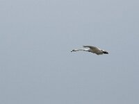 Cygnus olor 83, Knobbelzwaan, Saxifraga-Willem van Kruijsbergen