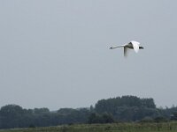 Cygnus olor 89, Knobbelzwaan, Saxifraga-Willem van Kruijsbergen