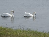 Cygnus olor 92, Knobbelzwaan, Saxifraga-Willem van Kruijsbergen