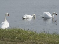 Cygnus olor 93, Knobbelzwaan, Saxifraga-Willem van Kruijsbergen