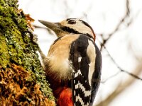 Dendrocopos major 191, Grote bonte specht, Saxifraga-Bart Vastenhouw