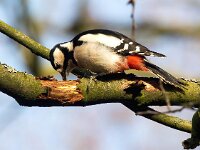 Dendrocopos major 193, Grote bonte specht, Saxifraga-Bart Vastenhouw