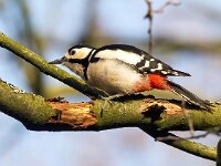 Dendrocopos major 195, Grote bonte specht, Saxifraga-Bart Vastenhouw