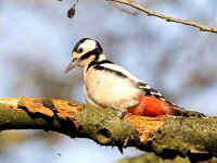 Dendrocopos major 198, Grote bonte specht, Saxifraga-Bart Vastenhouw