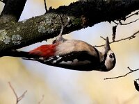 Dendrocopos major 201, Grote bonte specht, Saxifraga-Bart Vastenhouw