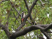 Dendrocopus syriacus 4, Syrische bonte specht, Saxifraga-Henk Baptist