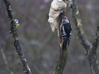 Dendrocoptes medius 12, Middelste bonte specht, Saxifraga-Mark Zekhuis