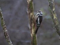 Dendrocoptes medius 17, Middelste bonte specht, Saxifraga-Mark Zekhuis