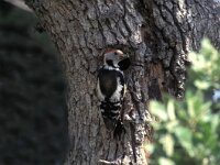 Dendrocoptes medius 20, Middelste bonte specht, Saxifraga-Arie de Knijff