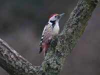 Dendrocoptes medius 26, Middelste bonte specht, Saxifraga-Mark Zekhuis