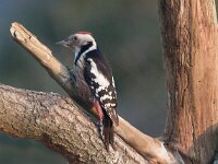Dendrocoptes medius 27, Middelste bonte specht, Saxifraga-Mark Zekhuis