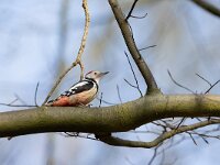 Dendrocoptes medius 57, Middelste bonte specht, Saxifraga-Luc Hoogenstein : middelste bonte specht